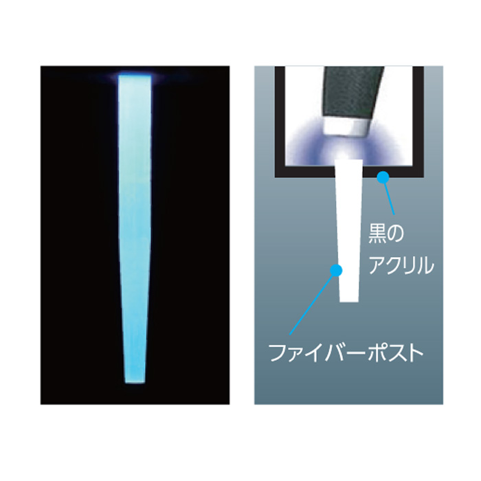 イボイノシシの牙（特大）1本 イボイノシシの牙（特大）1本
